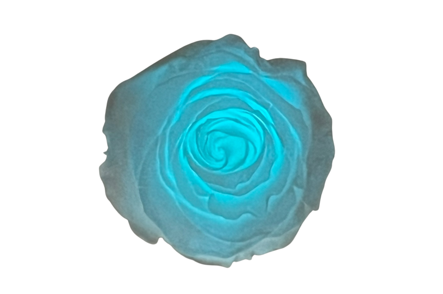 INFINITY 1 - Glow in the dark Rose