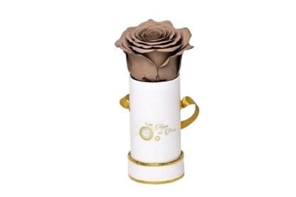 INFINITY 1 - Cocoa Rose