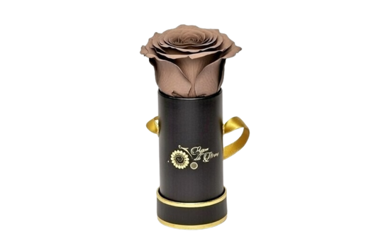 INFINITY 1 - Cocoa Rose