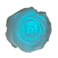 INFINITY 1 - Glow in the dark Rose