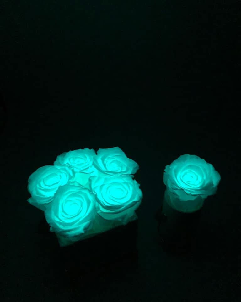 INFINITY 1 - Glow in the dark Rose