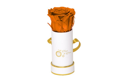 INFINITY 1 - Orange Rose
