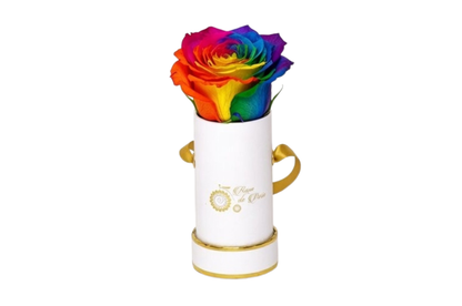 INFINITY 1 - Rainbow Rose