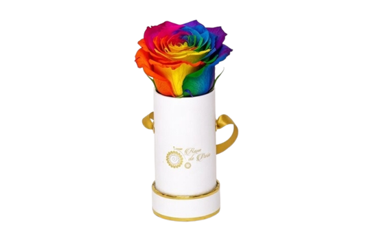 INFINITY 1 - Rainbow Rose