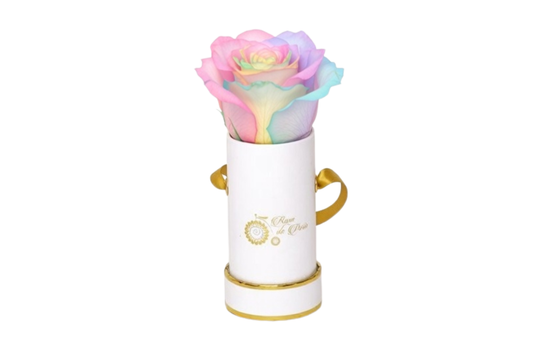 INFINITY 1 - Rainbow Pink Rose