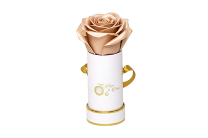 INFINITY 1 - Satin Champagne Rose