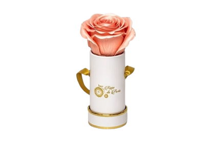 INFINITY 1 - Satin Peach Rose