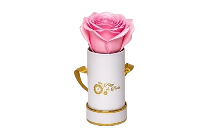 INFINITY 1 - Satin Strawberry Rose