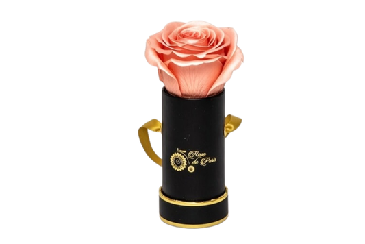 INFINITY 1 - Satin Peach Rose