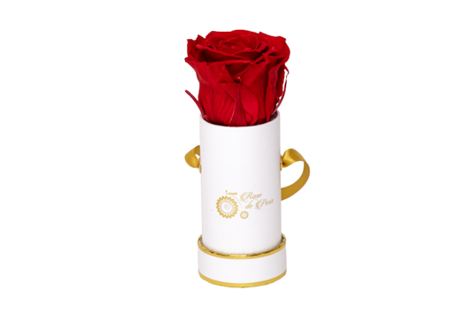 INFINITY 1 - Red Rose