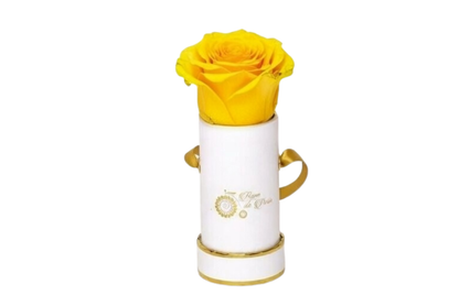 INFINITY 1 - Yellow Rose